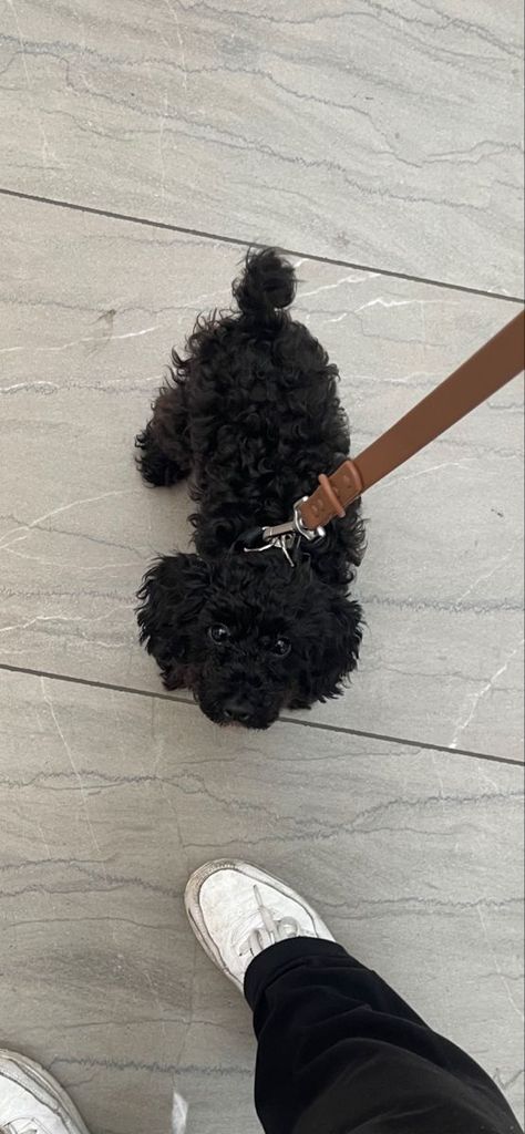 Black Fluffy Puppy, Poodle Puppy Black, Black Toy Poodle, Black Dogs Breeds, Small Black Dog, Small Poodle, Toy Poodle Puppy, Cute Small Dogs, Puppy Mom