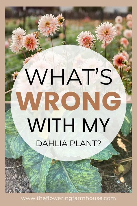 Learn how to tell if your dahlia plant has a disease and what to do if it does. Dahlia disease and viruses are unfortunately common and if you grow dahlias long enough, you are likely to come across a virus or diseased plant. Dahlia Plant, Full Sun Landscaping, Grow Dahlias, Planting Dahlias, Flower Garden Layouts, Bushes And Shrubs, Bacterial Diseases, Dahlias Garden, Growing Dahlias