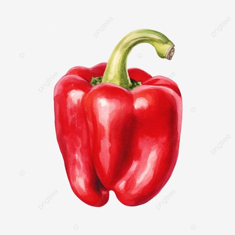 pepper watercolor illustration pepper chilli spicy png Paprika Illustration, Pepper Watercolor, Spicy Chilli, Transparent Image, Png Transparent, Watercolor Illustration, Png Image, Free Download, For Free