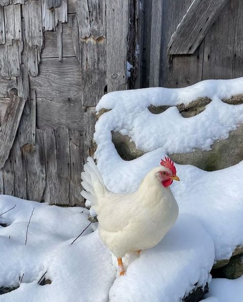 peggymarie merck on Instagram: "Snow Birds 🐓⛄️" Snow Birds, Bantam Chickens, Octopath Traveler, Snow Animals, Happy Stuff, Cute Chickens, Chicken Eggs, Winter Colors, Winter Time