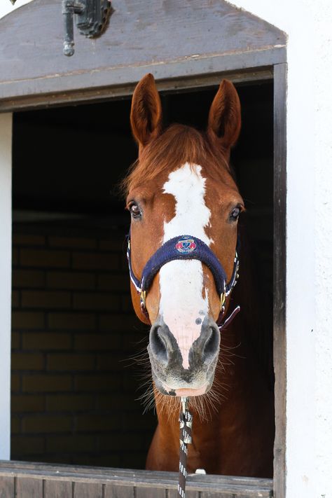 Chestnut Horse Aesthetic, Horses Chestnut, Chestnut Horses, Horse Aesthetic, Horse Stalls, Dressage Horses, Chestnut Horse, Horse Pattern, Brown Horse