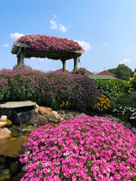 Looking to add a vibrant splash of color to your landscape in a flash? You can’t go wrong with Supertunia Vista petunias. There’s a reason we use them in our own gardens every year and they are always top sellers: they create awesome impact with little effort. Let’s look at five ways you can use them in your own landscape this season. Better Homes And Garden, How To Attract Hummingbirds, Types Of Soil, Plant Food, Container Plants, Petunias, Garden Center, Amazing Flowers, Garden Planters