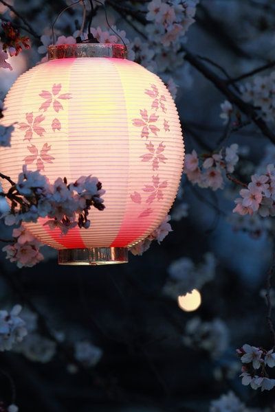 Beautiful Pictures of Japan | Most beautiful places in the world | Download Free Wallpapers Korea Południowa, Japanese Lanterns, Sakura Cherry Blossom, Maneki Neko, Sumi E, Paper Lanterns, Japanese Garden, Japanese Culture, Japan Travel