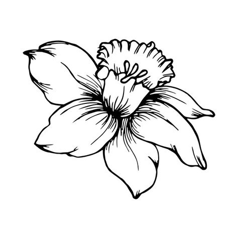 Traditional Narcissus Flower Tattoo, Narcissus Flower Drawing Simple, Narcissus Flower Outline, Dafodill Flowers Drawing, Narcissus Drawing, Narcissus Flower Drawing, Dafodill Flowers Tattoo, Majcin Dan, Narcissus Flower Tattoo