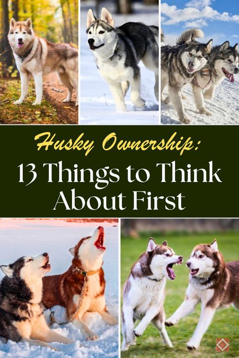 Before you get a Husky, read these 13 important facts! This breed is full of personality but comes with unique challenges like a strong prey drive, independent streak, and high activity levels. If you're thinking about adopting a Husky, make sure you're prepared for their specific needs. Save this pin to your Dog Breeds board, and click to learn more about the ups and downs of Husky ownership and how to decide if they’re right for you. Husky Owner, Energizer Bunny, First Dog, Siberian Huskies, Southern Region, Dog Shedding, A Husky, Snow Dogs, Different Dogs