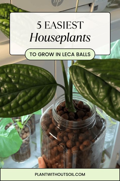 If you want to try growing houseplants in leca, here are the 5 easiest plants you can try transitioning to semi hydroponics! | clay balls | hydroton | indoor plants Hydroponic Clay Pebbles, Hydro Plants Indoor, Hydroponic Indoor Plants, Clay Balls For Plants, Semi Hydroponic Houseplants, Hydroponic House Plants, Leca Balls For Plants, Hydroponic Plants Indoor, Leca Plants