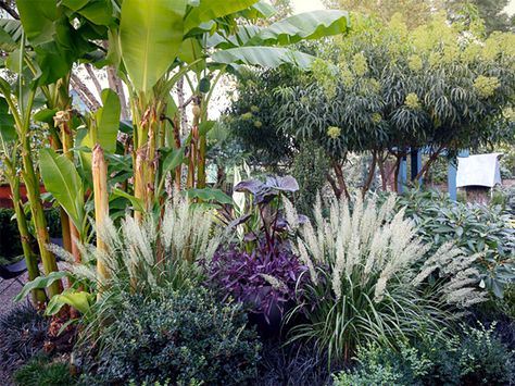 5 Tropical Plants for Zone 8 8b Landscaping, Zone 8 Garden, Zone 8 Landscape Design, Zone 8 Flowers, Zone 8 Landscaping Front Yards, Plants For Zone 8 Landscapes, Zone 5 Tropical Plants, Florida Zone 9b Landscaping, Zone 8b Plants