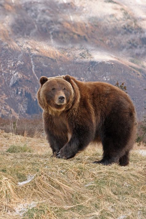 Female Interior Grizzly. (by AlaskaFreezeFrame) Beruang Grizzly, Bear Standing, Brown Bears, Bear Photos, Bear Pictures, Majestic Animals, Bear Art, Grizzly Bear, Black Bear