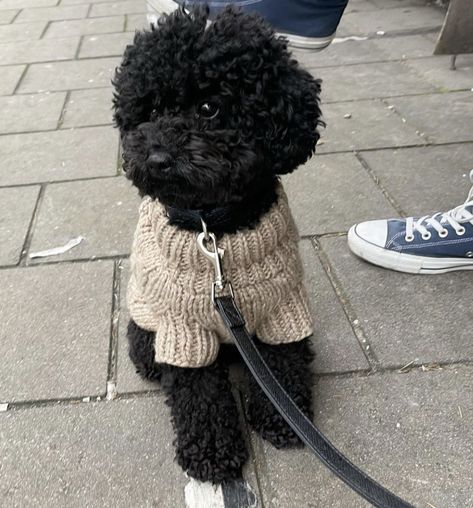 Toy Poodle Clothes, Mini Poodle Aesthetic, Toy Poodle Puppies Black, Black Poodle Aesthetic, Cavapoo Black, Miniature Poodle Haircuts, Black Miniature Poodle, Black Poodle Puppy, Black Cavapoo