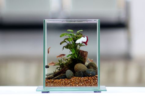 Mini Aquascape, Fish Tank Themes, Tank Plants, Aqua Tank, Aquascape Design, Mini Aquarium, Aquarium Ideas, Nature Aquarium, Aquascape Aquarium