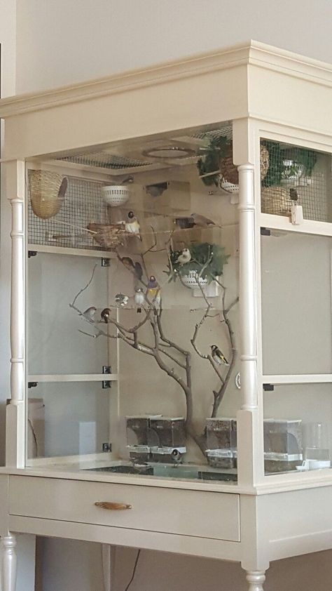 My indoor aviary and birds Indoor Aviary, Finch Cage, Canary Cage, Diy Bird Cage, Bird Cage Design, Parakeet Cage, Pet Bird Cage, Bird House Kits, Bird Aviary