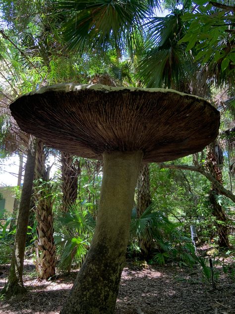 Mushroom Garden Aesthetic, Witchy Garden Aesthetic, Giant Aesthetic, Aesthetic Jungle, Jungle Aesthetic, Stone Forest, Giant Mushroom, Tattoo Plant, Florida Plants