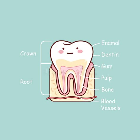 Dentist Illustration, Tooth Anatomy, Dentist Cartoon, Cartoon Tooth, Dental Pictures, Dental Wallpaper, Dental Assistant Study, Teeth Anatomy, Teeth Illustration