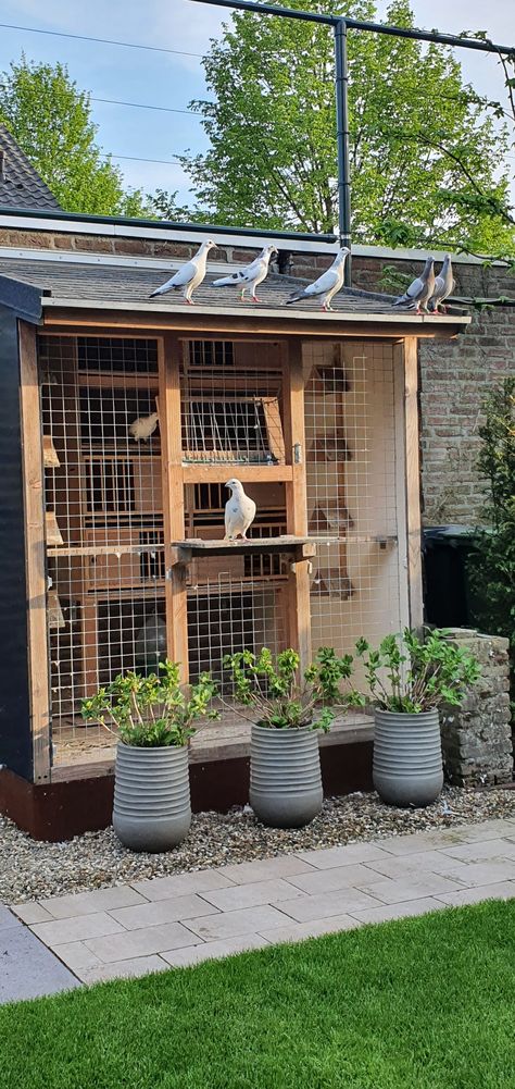 Homing Pigeons Loft, Pigeon Cage Design, Pigeon Aviary Ideas, Pigeon House Design, Pigeon Aviary Outdoor, Pigeon Loft Ideas, Pigeon Coop Ideas, Pigeon Loft Design Plans, Pigeon Cage Ideas