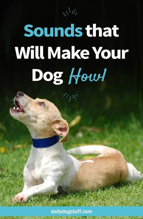 How to Make your Dog Howl (w/ Sounds) via @dailydogstuff Sounds For Dogs, Dogs Howling, Friends Reference, Dog Howling, Group Of Dogs, Survival Instinct, Dog Hacks, Dog Care Tips, Dog Blog