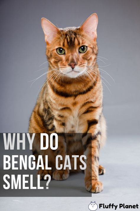 Why Do Bengal Cats Smell Bengal Cat Tattoo, Bengal Tattoo, Bangel Cats, Bengal Cat Aesthetic, Black Bengal Cat, White Bengal Cat, Bengal Cat Personality, Gato Bengali, Bengal Cat Kitten