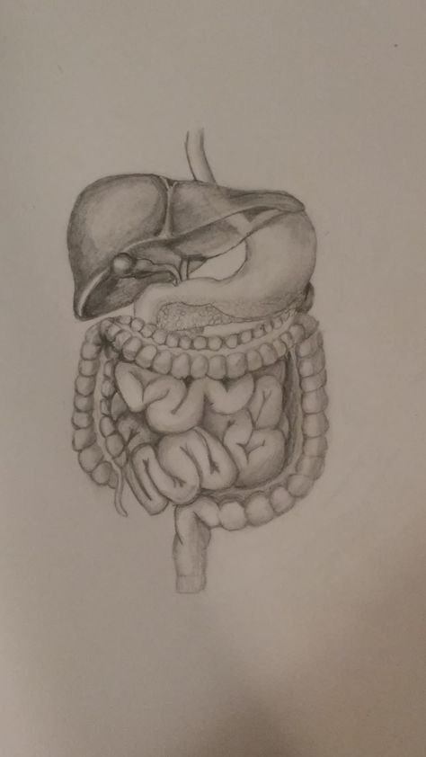 https://www.etsy.com/shop/RebeccasRandomness?ref=search_shop_redirect Medical Anatomy Drawing, Realistic Brain Drawing, Body Organs Drawing, Human Body Drawing Anatomy, Organ Drawings, Digestive System Drawing Aesthetic, Drawings Of Organs, Organs Drawing, Science Drawings Sketches