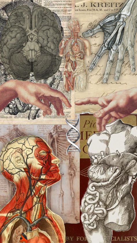 #vibes #wallpaper #art Human Anatomy And Physiology Aesthetic, Med Aesthetic, Vintage Medical Art, Body Farm, Medical Drawings, Body Science, Grey's Anatomy Doctors, Human Body Art, Medical Wallpaper