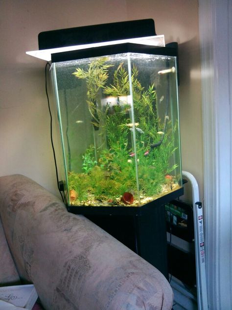 Danio comminuty aquarium 35 hexagon Hexagon Fish Tank, Hexagon Aquarium, Fish Aquarium Decorations, Aquatic Animal, Fish Tank Themes, Fresh Water Fish Tank, Nature Aquarium, Fish Aquarium, Aquarium Design