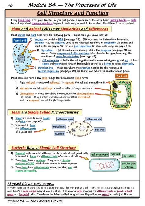 Cell Function And Structure, A Level Biology Cell Structure Notes, Biology Notes Cell Structure, Cell Structure Notes, Cell Structure And Function Notes, Structure Of Cell, Teaching Biology Activities, Biology High School, Cell Notes