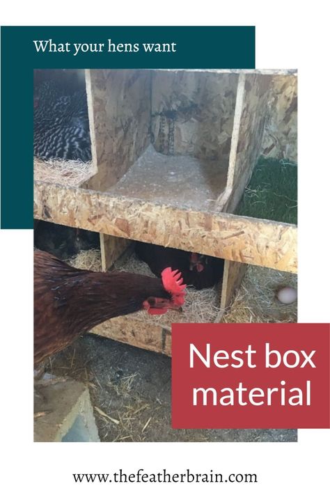 What do your hens actually want in their chicken coop nesting boxes? I tested about 10 materials - here are the results! Great info for beginner chicken keepers! Nesting Box Material, Coop Nesting Boxes, Chicken Coop Nesting Boxes, Chicken Coop Bedding, Chickens For Eggs, Hay Box, Chicken Shed, Clean Chicken, Egg Laying Chickens