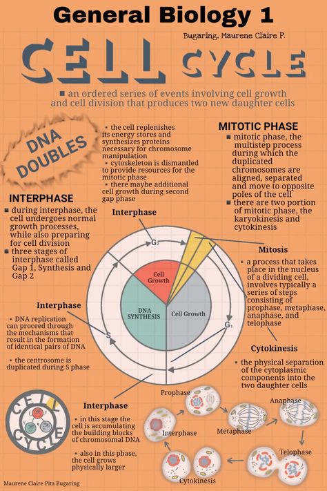 About Cell Cycle Infographic The Cell Cycle Notes, Cell Cycle And Cell Division Notes For Neet, Cell Cycle And Cell Division Notes, Cell Cycle Diagram, Cell Infographic, Cell Cycle Notes, Cell Division Notes, Cell Cycle And Cell Division, Cycle Infographic