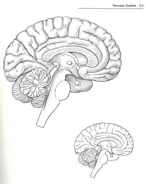 Anatomy Drawing Medical Art Brain, Brain Coloring Page Free Printable, Central Nervous System Drawing, Nervous System Drawing, Anatomy Drawing Medical Art, Nervous System Art, Spinal Cord Anatomy, Brain Diagram, Brain Nervous System