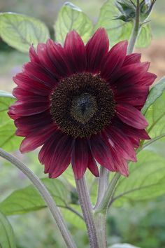 Dark red sunflower 'Black Magic'...I had some red ones like these and they are so gorgeous Sunflowers And Daisies, Red Sunflowers, Helianthus Annuus, Happy Flowers, Purple Flower, Beautiful Blooms, Dream Garden, Love Flowers, Amazing Flowers