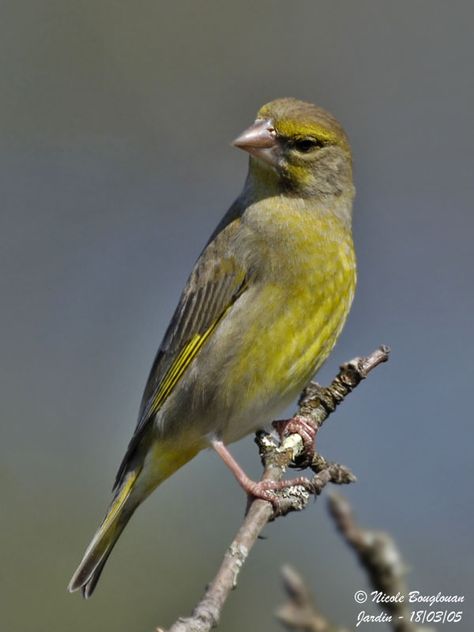 European greenfinch | ... EUROPEAN GREENFINCH - CARDUELIS CHLORIS - VERDIER D'EUROPE > EUROPEAN Hawfinch, Greenfinch, Canary Birds, Bird Applique, Craft Photography, Most Beautiful Birds, Finches, Colorful Bird, Exotic Birds