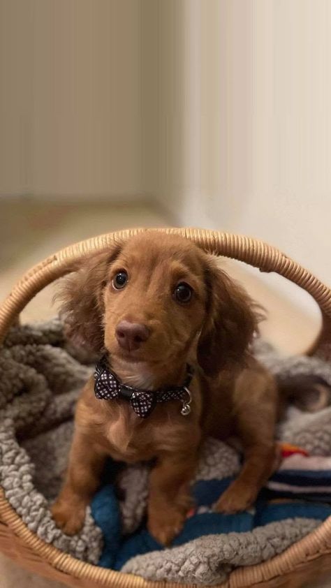 Wiener Dog Puppies, Dachshund Dogs, Golden Retriever Mix, Wiener Dogs, Sausage Dogs, Doxie Dogs, Dachshund Mom, Dog Mixes, Dachshund Mix