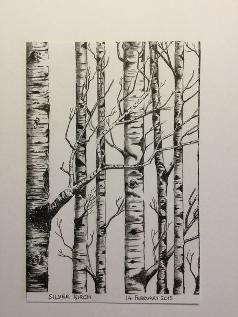 Aspen Tree Line Drawing, Aspen Trees Drawing, Silver Birch Tree Tattoo, Silver Birch Trees, Silver Birch Tattoo, Quaking Aspen Tree Tattoo, Aspen Tree Drawing, Birch Drawing, Birch Tattoo