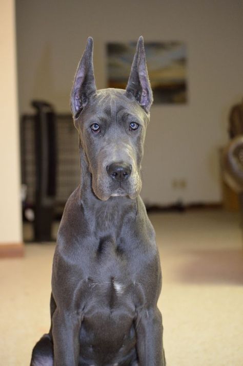 33 Cutest Blue Great Dane Pictures Ever | The Paws Blue Merle Great Dane, Blue Great Dane, Merle Great Danes, Cute Dog Costumes, Blue Great Danes, Dane Puppies, Great Dane Puppy, Dane Dog, Great Dane Dogs