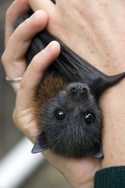 The other day I got to meet the cutest bat ever. His name is 'Duruga'  and he is being handreared by Tegan after he lost his mum in an accident.    There are more pics and info available on the Taronga Website. Zoo Ideas, Fruit Bat, Baby Bats, Cute Bat, Lost Boys, Cute Creatures, Animals Friends, Upside Down, Beautiful Creatures