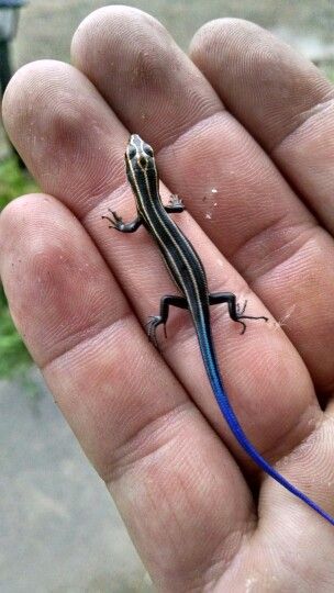 Five lined skink. Pretty cool lizard Cool Lizards, Lizard Oc, Skink Lizard, Blue Tongue Lizard Tattoo, Skink Lizard Drawing, Blue Tongue Lizard Drawing, Frilled Lizard, Green Keel Bellied Lizard, Blue Tongued Skink Lizard