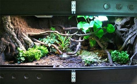 Crab Tank, Lizard Habitat, Bioactive Vivarium, Hermit Crab Tank, Snake Terrarium, Snake Enclosure, Gecko Terrarium, Blue Tongue Skink, Fish Tank Terrarium