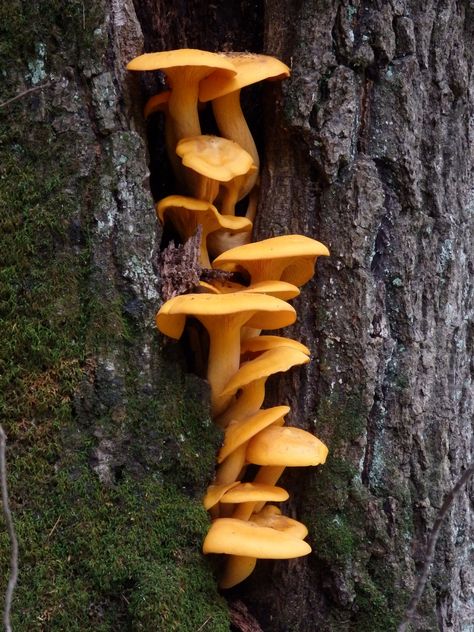 Jack O Lantern Mushroom, Goblin Witch, Fungi Photography, Forest Lantern, Mushroom Cluster, Biology Plants, Mushroom Core, Mushroom Tattoo, Mushroom Images