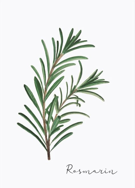 Rosemary Tattoo, Herbs Illustration, Leaf Drawing, Watercolor Paintings Easy, Plant Painting, Green Wall Art, Plant Illustration, Leaf Art, Floral Illustrations