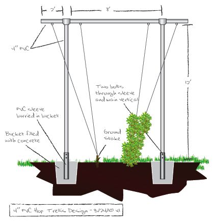 Hop-Trellis                                                                                                                            More Hop Trellis, Hops Growing, Hop Growing, Hops Trellis, Hop Farm, Growing Hops, Hops Plant, Beer Hops, Humulus Lupulus