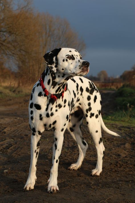 Reactive Dog, Dalmatian Puppy, Dalmatian Dog, Dalmatian Dogs, Australian Shepherds, Pretty Dogs, West Highland Terrier, Scottish Terrier, Dog Behavior