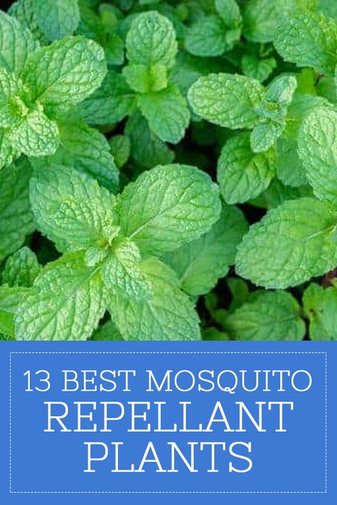 Backyard Mosquito Repellent, Natural Mosquito Repellent Plants, Mosquito Deterrent, Mosquito Repellent Plants, Mosquito Yard Spray, Plants That Repel Mosquitoes, Insect Repellent Plants, Mosquito Repellent Homemade, Diy Mosquito Repellent