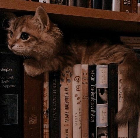 Wallpaper Gatos, Dark Acadamia, Brown Cat, Cat Books, Cat Aesthetic, Cat Wallpaper, Giza, Orange Cat, Pretty Cats