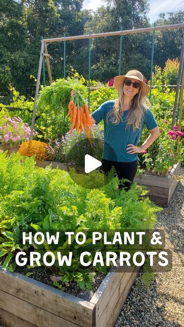 Soup To Freeze, Planting Carrots, Veggie Storage, How To Plant Carrots, Carrot Gardening, Growing Vegetables In Pots, Gardening Indoors, Veggie Gardens, Growing Carrots