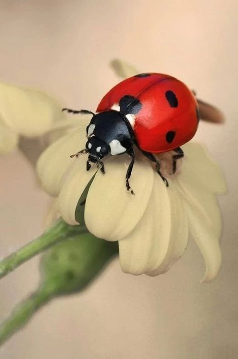 Lady Beetle, Ladybug Art, Beautiful Bugs, Insect Art, Surprising Facts, Bugs And Insects, A Lady, Lady Bug, 귀여운 동물