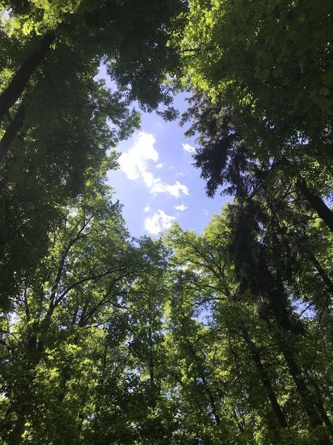 Trees Looking Up, Green Life Aesthetic, Craig Of The Creek Aesthetic, Green Tree Aesthetic, Tree Green Aesthetic, Nature Aesthetic Green, Creek Aesthetic, Green Nature Aesthetic, Jing Y Jang