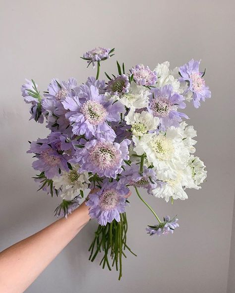 Thistle Flower Arrangement, Violet Flower Bouquet, Purple Flowers Birthday, Purple Scabiosa, Beaufort Wedding, White And Purple Flowers, Purple Flower Arrangements, Lavender Wedding Flowers, White Flower Arrangements