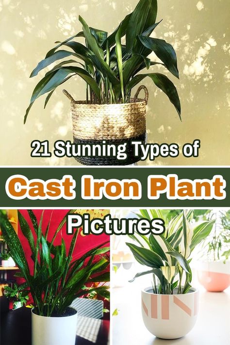 An indestructible houseplant, Aspidistra elatior will truly amaze you with its leaves! Have a look at the best Types of Cast Iron Plant Varieties here! Variegated Cast Iron Plant, Cast Iron Plant Indoor, Tall White Planter, White Craftsman, Aspidistra Elatior, Plant Inspiration, Cast Iron Plant, Plant Benefits, Plant Varieties