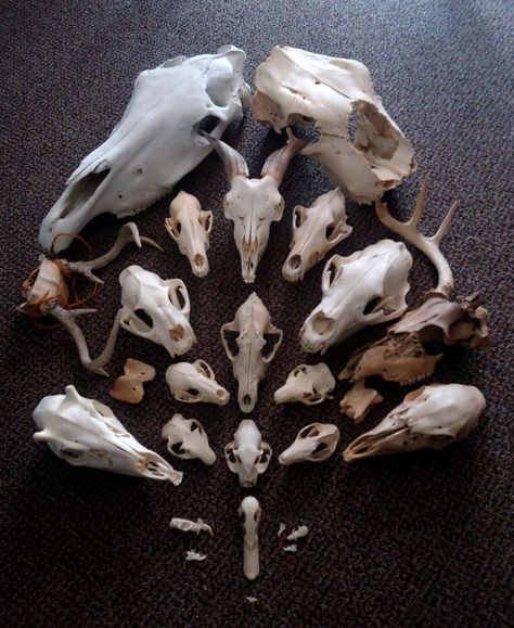 Minus Two, Skulls And Bones, Animal Skeletons, Taxidermy Art, Bone Crafts, Vulture Culture, Bone Art, The Occult, Animal Bones