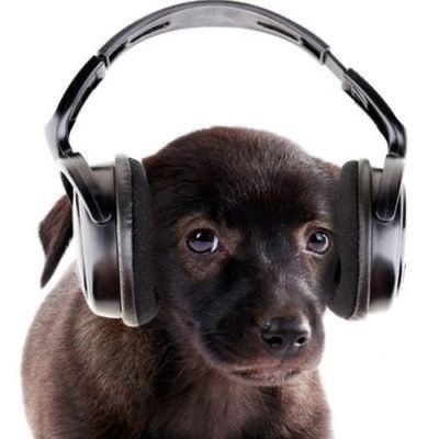 Dog Icon, Silly Dogs, Silly Images, Silly Animals, Silly Cats, Cat Ear Headphones, I Love Dogs, Reaction Pictures, Cute Icons