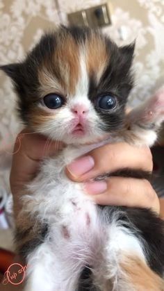 Becoming Famous, Teacup Cats, Deserve Love, Cute Kitten Gif, Puppies And Kittens, Love Funny, Baby Puppies