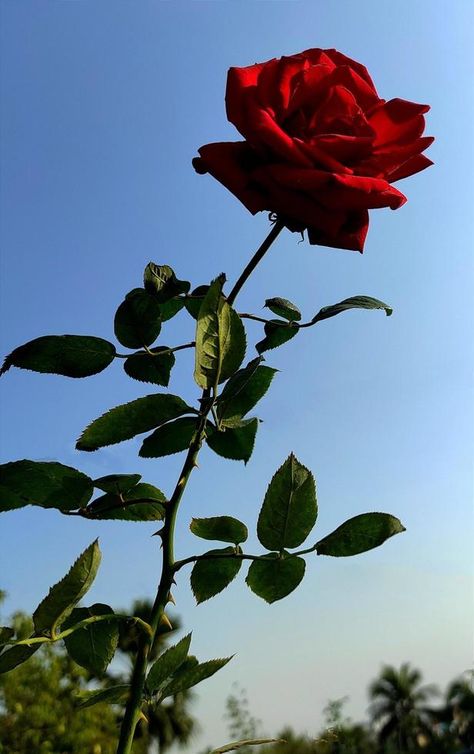 Red rose flower in the rose garden. side view. Soft focus. High quality photo Rosé Side View, Red Rose Flower, Single Rose, Planting Roses, Soft Focus, Quality Photo, Rose Garden, The Rose, Side View